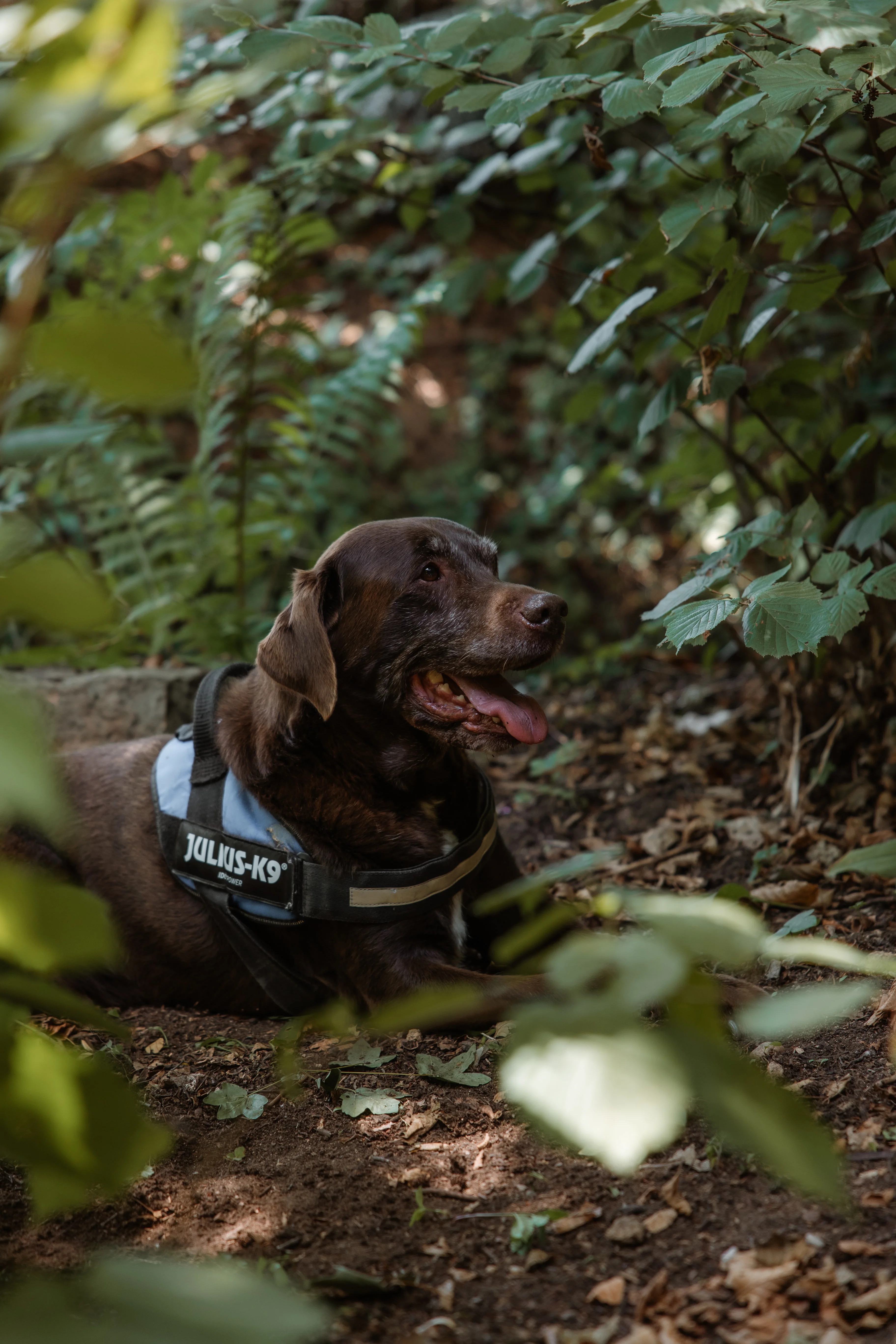 Cabana Rustică - Fotografie 40