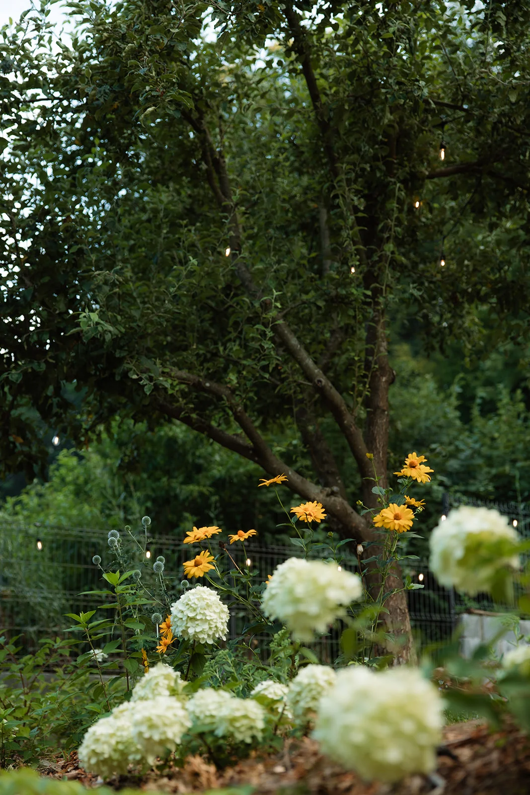 La Pomme - Fotografie 30