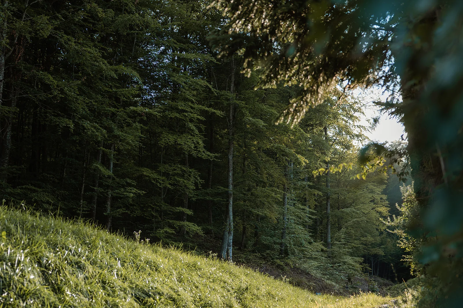 La Pomme - Fotografie 63