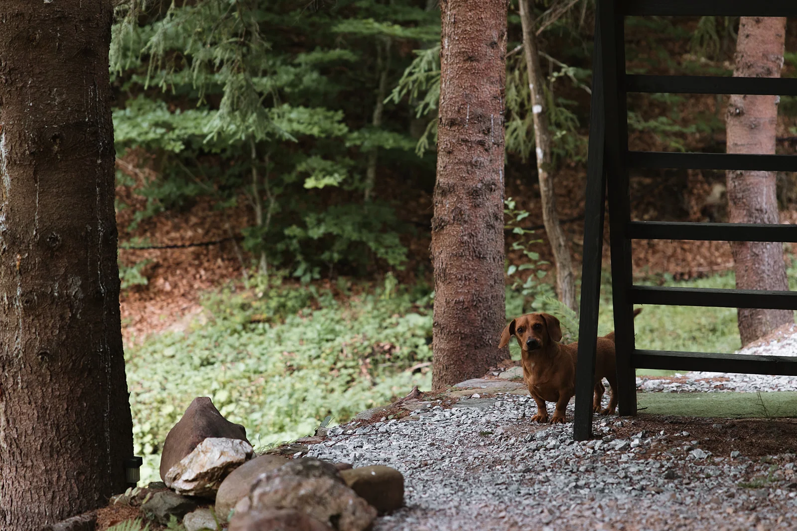Sturzul Negru - Fotografie 40