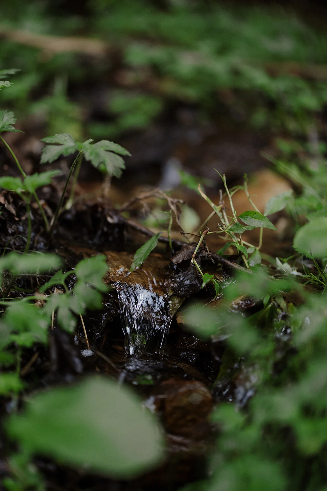 Sturzul Negru - Fotografie 44