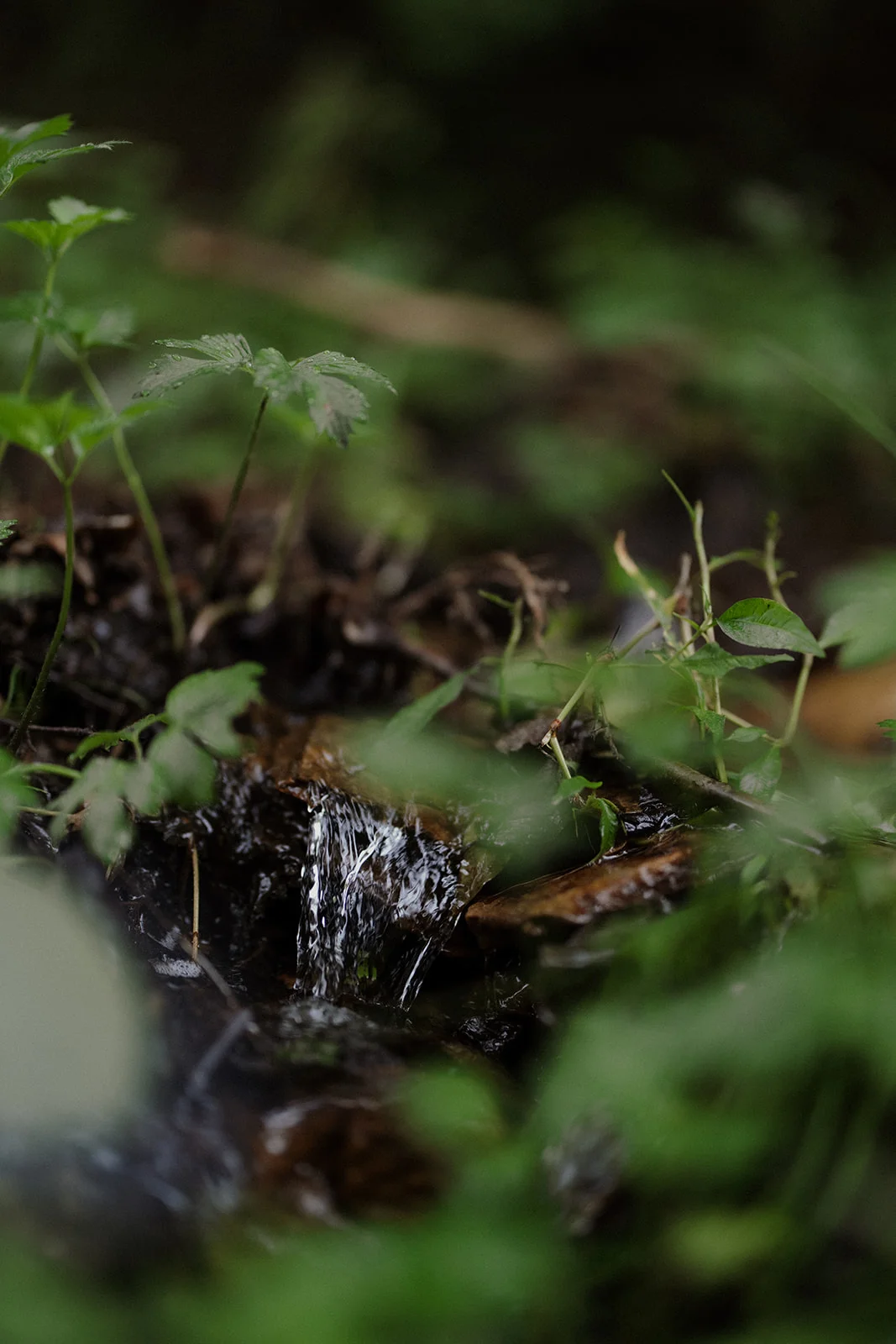 Sturzul Negru - Fotografie 45