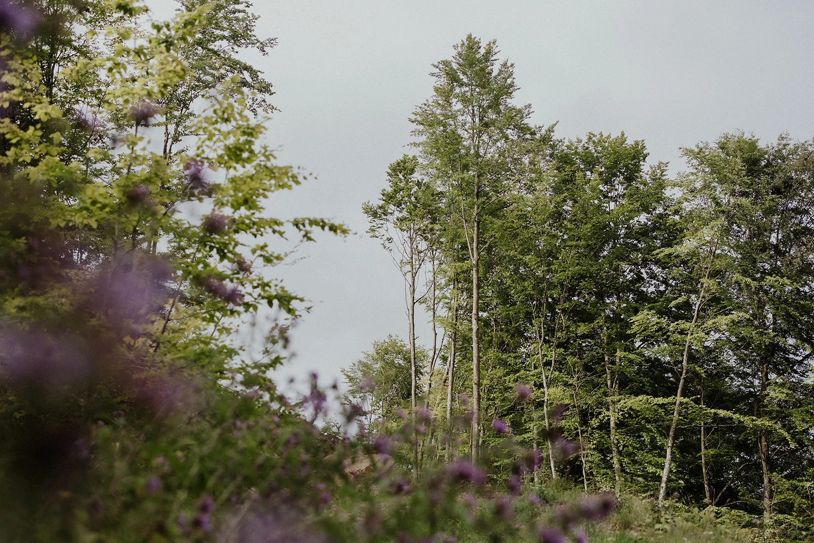 Sturzul Negru - Fotografie 49