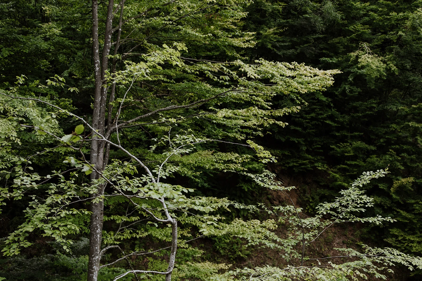 Sturzul Negru - Fotografie 52