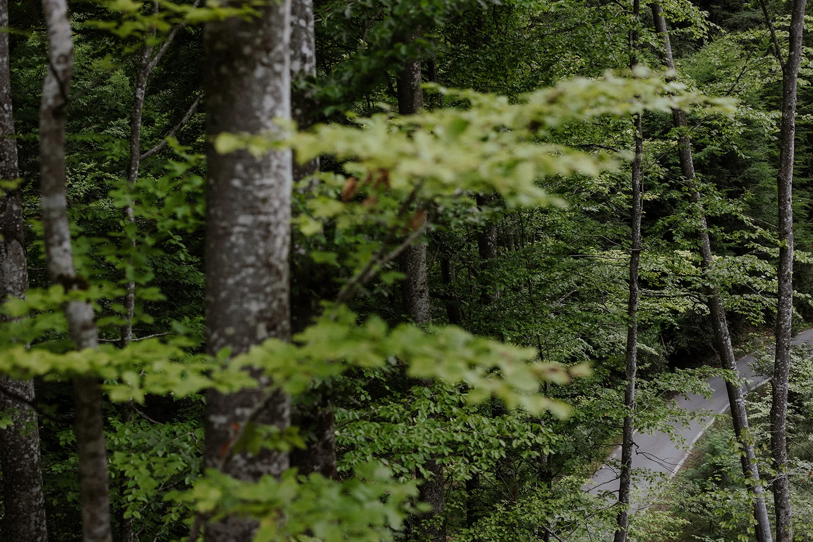 Sturzul Negru - Fotografie 53